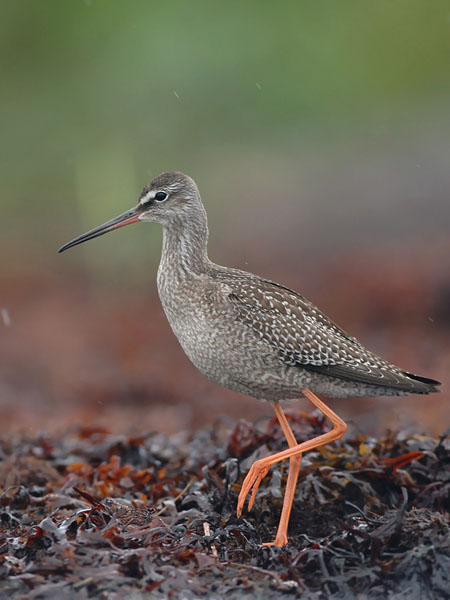 Mustaviklo, Spotted Redshank, Tringa erythropus